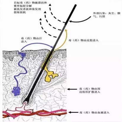 使用上海凈信毛發毒品檢測儀檢測毛發的優勢及步驟